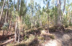 R. dos Baldios 3, 2490 Cercal, Portugal, Santarém, Santarém District 2490
