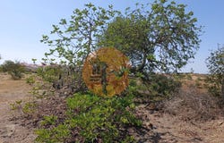 Azinhal, Algarve
