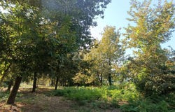 Vila Verde, Braga