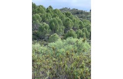 Ameixial, Algarve