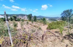 Palmeira de Faro e Curvos, Braga