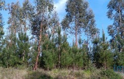 Pedrógão Grande, Leiria 3270-022