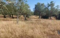 Alcácer do Sal, Setúbal 7595-011