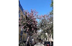 Rua Marquês Ponte de Lima, Lisbon, Lisbon 1100-584