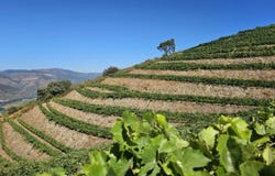 Ervedosa Do Douro, Viseu 5130