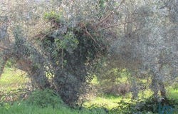 Leiria, Leiria 2420-166