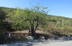 São Brás de Alportel, Algarve