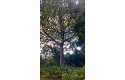 El Pino , Ciudad Delgado, Delgado, San Salvador, Delgado, San Salvador