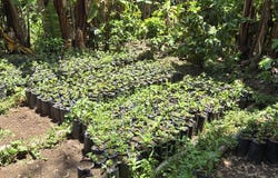 Tacuba, Ahuachapan, Tacuba, Ahuachapán, Tacuba, Ahuachapán