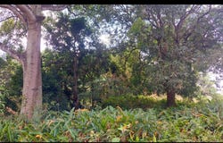 El Pino , Ciudad Delgado, Delgado, San Salvador, Delgado, San Salvador