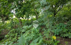 Hacienda Zapotitan, Polígono El Espino, lote # 82, Ciudad Arce, La Libertad, Ciudad Arce, La Libertad