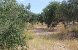 Balıkesir, Balıkesir 10700