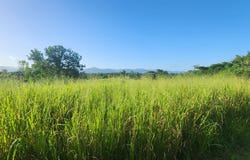 Las Lomas, Las Lomas, Caroni, Las Lomas, Caroni