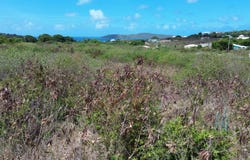 25 Yellow Cliff EB, 25, St. Croix 00820, Yellowcliff Estate, St. Croix, Yellowcliff Estate, St. Croix