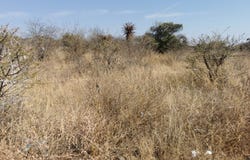 Bendor, Limpopo 699