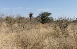 Bendor, Limpopo 699