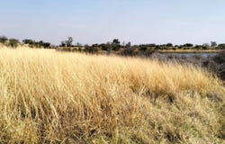 Mokopane Rural, Limpopo 600