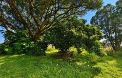Cullinan, Gauteng 1000