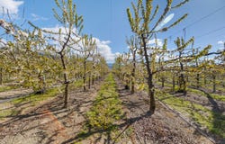 Smiths Way, Cromwell, Otago