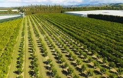 Brown Road, Ormond, Gisborne