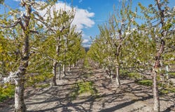 Smiths Way, Cromwell, Otago