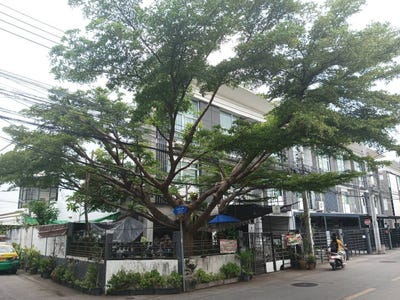 /international/th/soi-nakniwat-48-yaek-14-lat-phrao-bangkok-10230-tha-lat-phrao-bangkok-340106644961/?lang=es