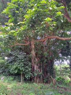 /international/vu/belbarav-estate-luganville-sanma-province-330108528974/