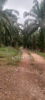 /international/my/lipis-pahang-370120304338/