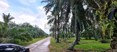 /international/my/kuala-selangor-selangor-370120267192/