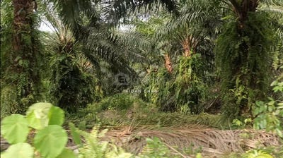 /international/my/telok-panglima-garang-selangor-370120569814/