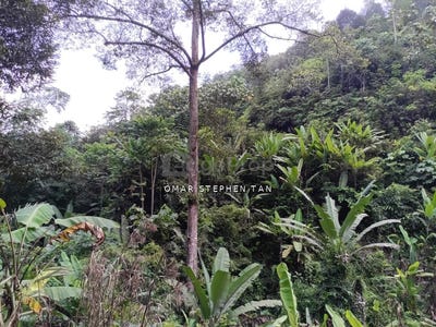 /international/my/bentong-pahang-370120288053/