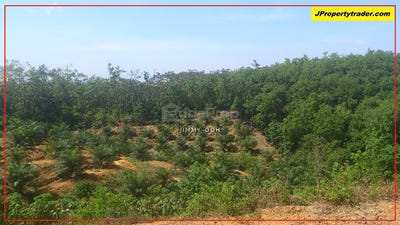 /international/my/tanjung-malim-perak-370120390414/