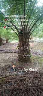 /international/my/kuala-krai-kelantan-370120386305/