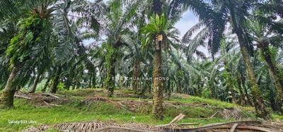 /international/my/batu-gajah-perak-370120290704/