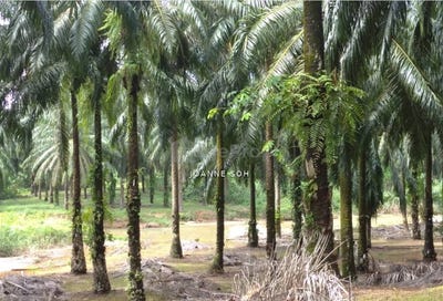 /international/my/taiping-perak-370120273014/