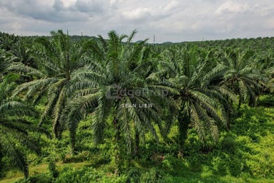 /international/my/sungai-jawi-penang-370120321712/