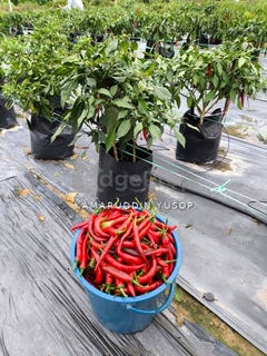 /international/my/hulu-langat-selangor-370120391914/