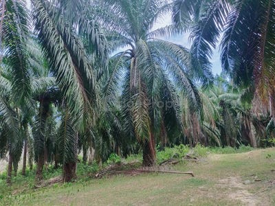 /international/my/alor-gajah-melaka-370120224702/