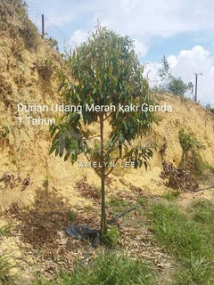 /international/my/kuala-kangsar-perak-370120270042/