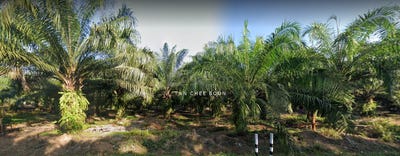 /international/my/banting-selangor-370120445470/