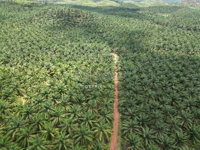 /international/my/sungai-petani-kedah-370120438016/