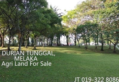 /international/my/durian-tunggal-melaka-370120368464/