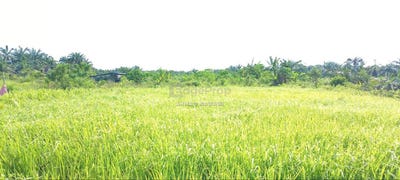 /international/my/sabak-bernam-selangor-370120299038/