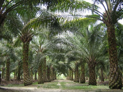 /international/my/tasek-gelugor-penang-370120506706/