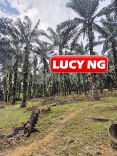 /international/my/karangan-kedah-370120276390/