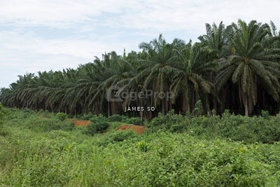 /international/my/melaka-melaka-370120272385/