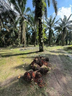 /international/my/kluang-johor-370120237369/