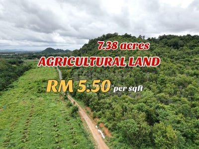 /international/my/pokok-sena-kedah-370120242139/