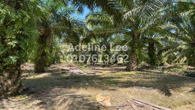/international/my/pontian-besar-pontian-johor-pontian-johor-370120494267/