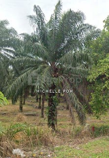 /international/my/kulai-81100-johor-bahru-johor-johor-bahru-kedah-370120442687/